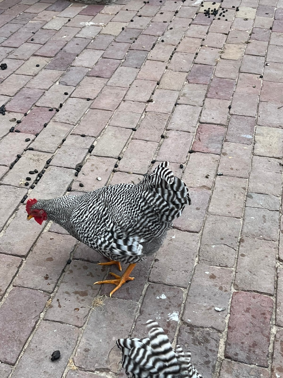 Amrock hanen, Mannelijk, Kip