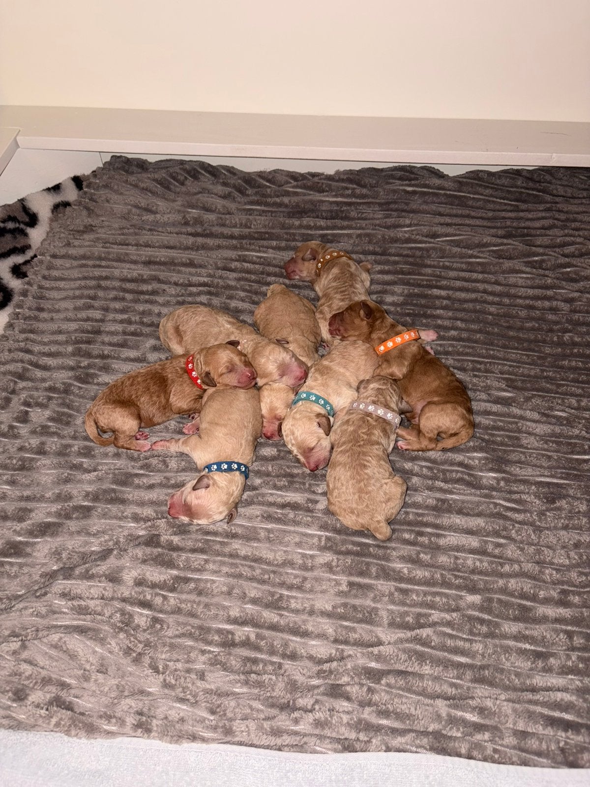 Goldendoodle pups 7 juni geboren 2 teefjes en 6 reutjes, Parvo, Overige rassen, 8 tot 15 weken, Meerdere dieren