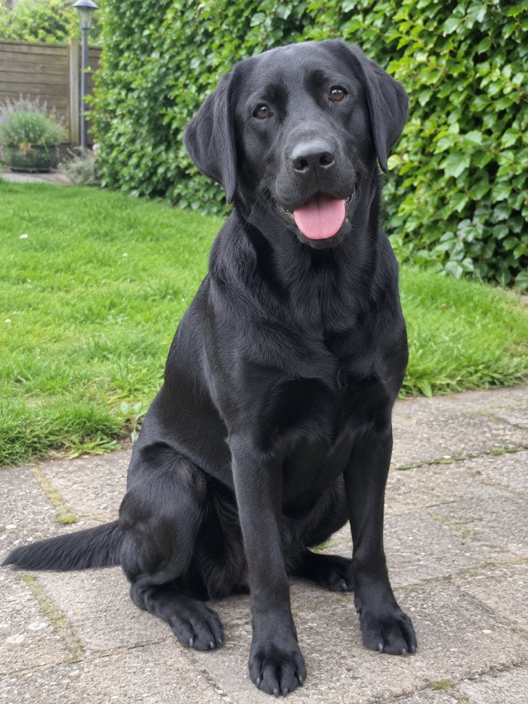 Super lieve labrador teef, Dieren en Toebehoren, 6 jaar of ouder, CDV (hondenziekte), Teef, Labrador retriever