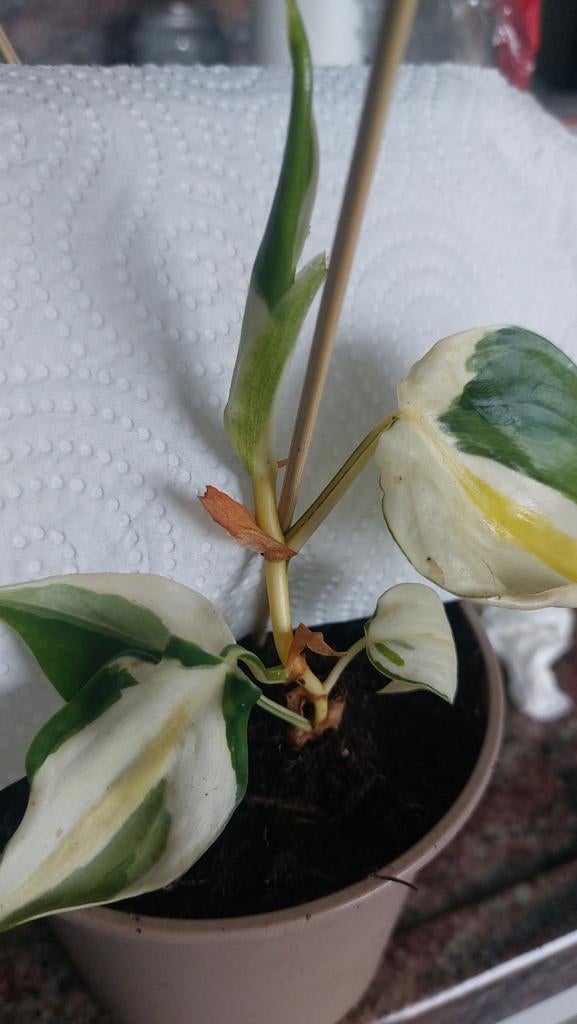 Philodendron cream splash, Huis en Inrichting, Kamerplanten, Ophalen of Verzenden, Halfschaduw, Minder dan 100 cm