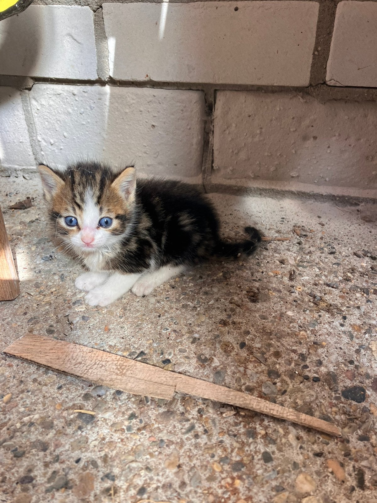 Kittens, Ophalen