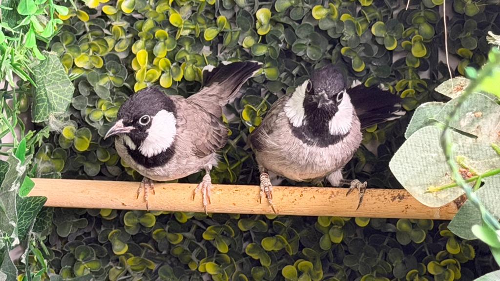Koppel Irakese Witoor BuulBuuls, Dieren en Toebehoren, Meerdere dieren, Geringd