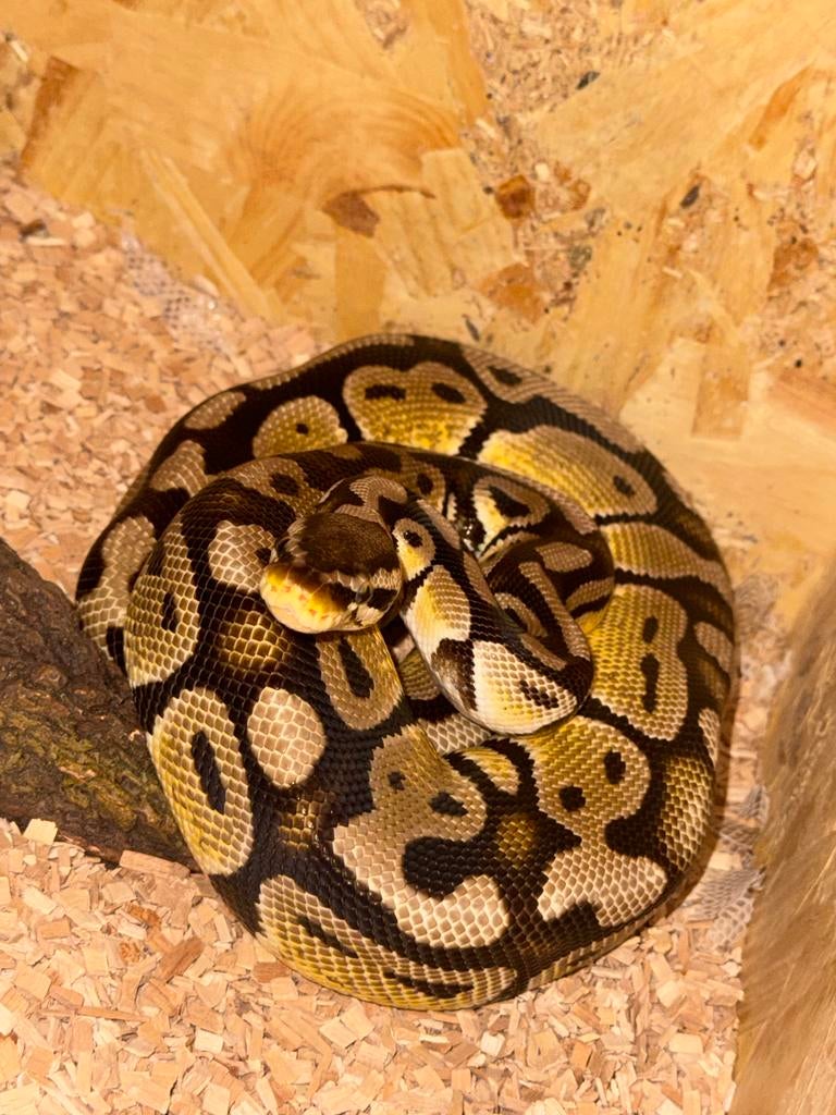 Ball python, Dieren en Toebehoren, Slang, Tam, 3 tot 6 jaar