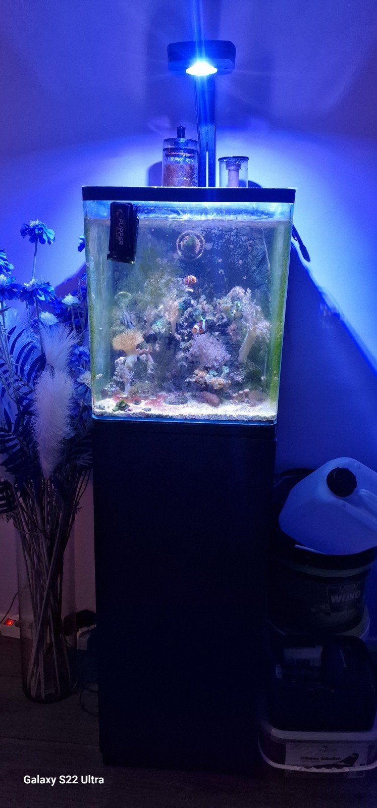 zeeaquarium, Dieren en Toebehoren, Vissen | Aquariumvissen, Overige typen, Zoutwatervis