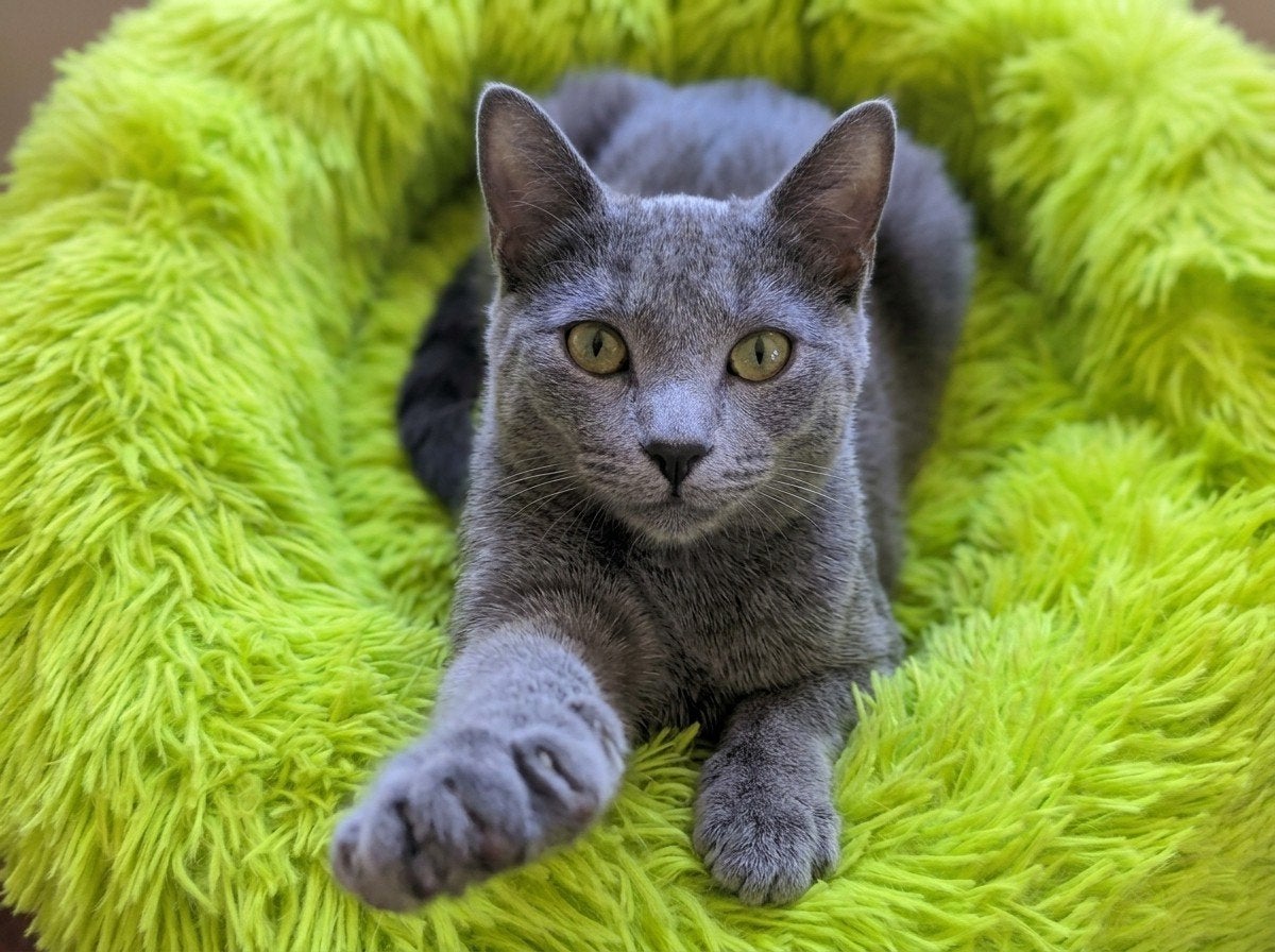 Lieve Russische Blauwe kitten 8 mnd | gesteriliseerd,ingeënt, Poes, Kortharig, 0 tot 2 jaar
