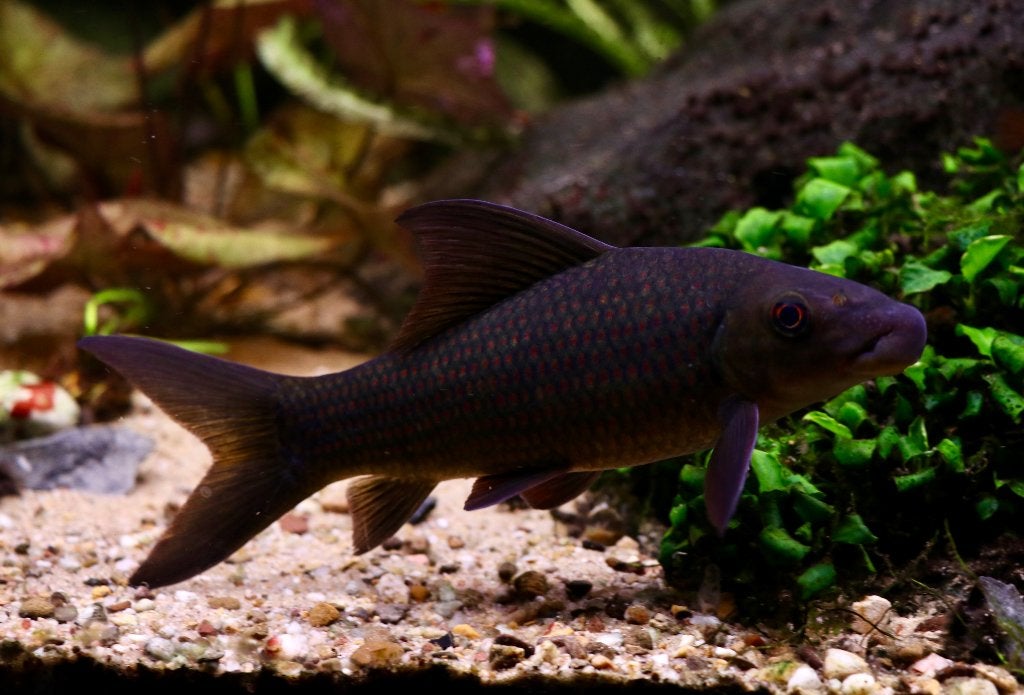 Labeo cyclorhynchus (variegatus), Vis, Zoetwatervis, Schoolvis