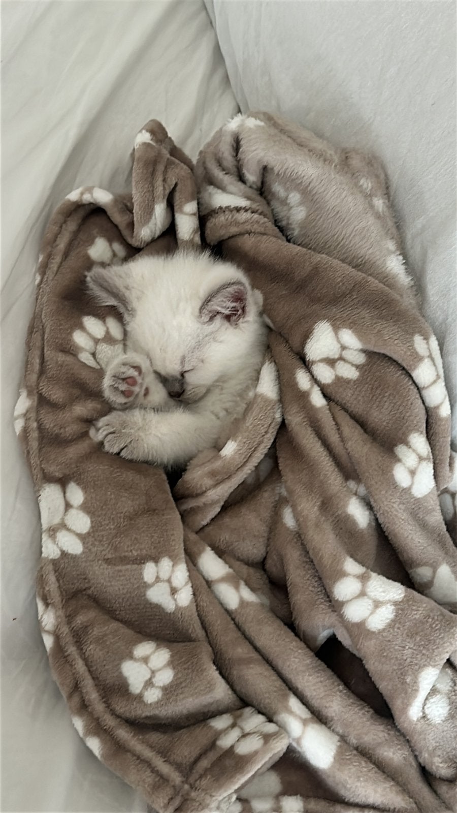 British korthaar 9 weken oud., Kater, Ontwormd, 0 tot 2 jaar