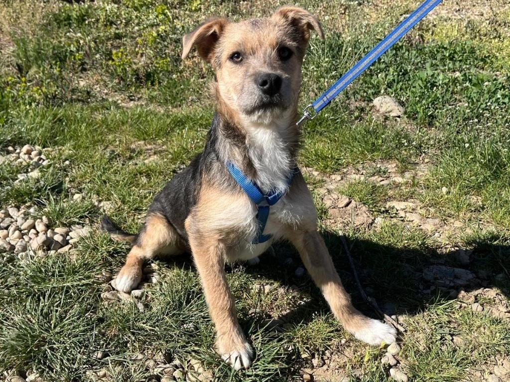 Mendy is een lief, vrolijk en ondernemende jonge hond, Dieren en Toebehoren, Honden | Niet-rashonden, Particulier, 15 weken tot 1 jaar