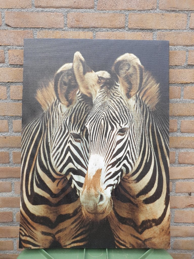 Zebra canvas 50x79cm, Ophalen, Schilderij
