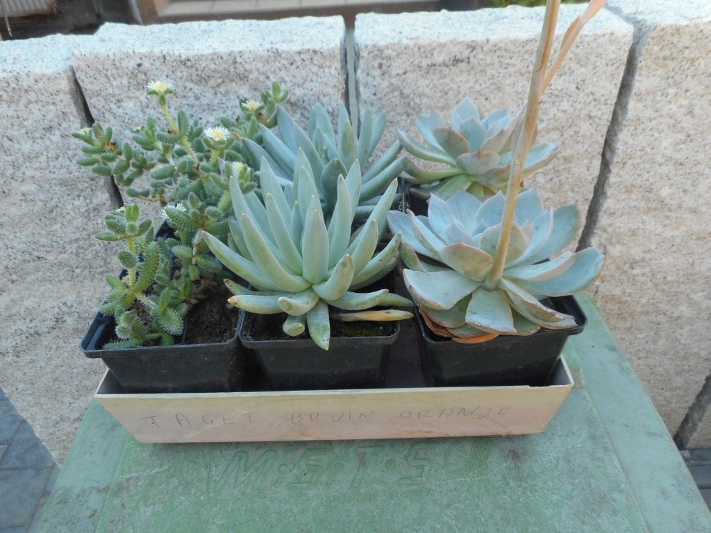 Planten, Ophalen of Verzenden, Vaste plant, Overige soorten, Volle zon