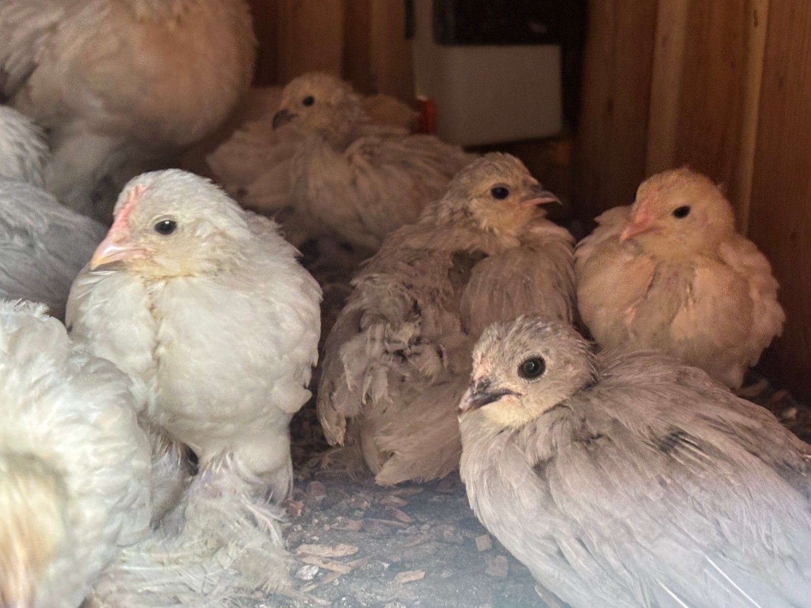 Ukkelse en everbergse baardkrielen, Dieren en Toebehoren, Pluimvee, Kip, Meerdere dieren