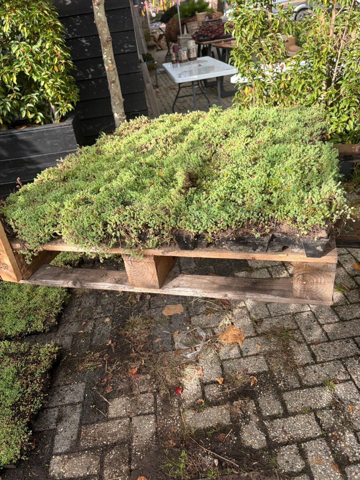 Sedum cassettes licht gewicht met alles wat je nodig hebt, Ophalen of Verzenden, Zomer, Volle zon, Overige soorten