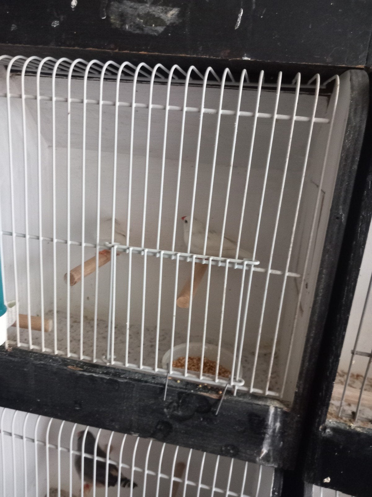 zebravinken, Dieren en Toebehoren, Vogels | Overige Vogels, Meerdere dieren, Tropenvogel