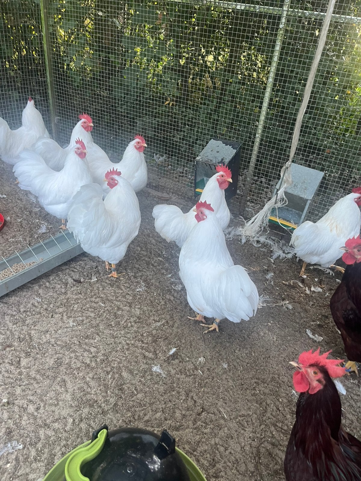 Barnevelder kriel wit hanen fok hanen, Dieren en Toebehoren, Mannelijk, Kip