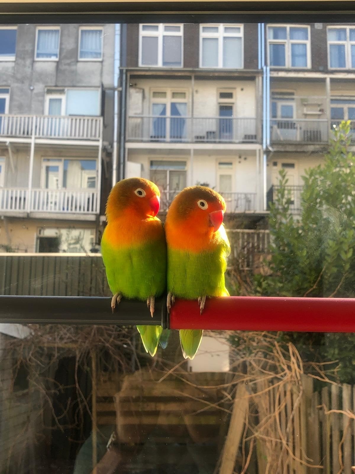 koppel dwergpapegaai Agapornis, Dieren en Toebehoren, Vogels | Parkieten en Papegaaien, Meerdere dieren, Dwergpapegaai of Agapornis