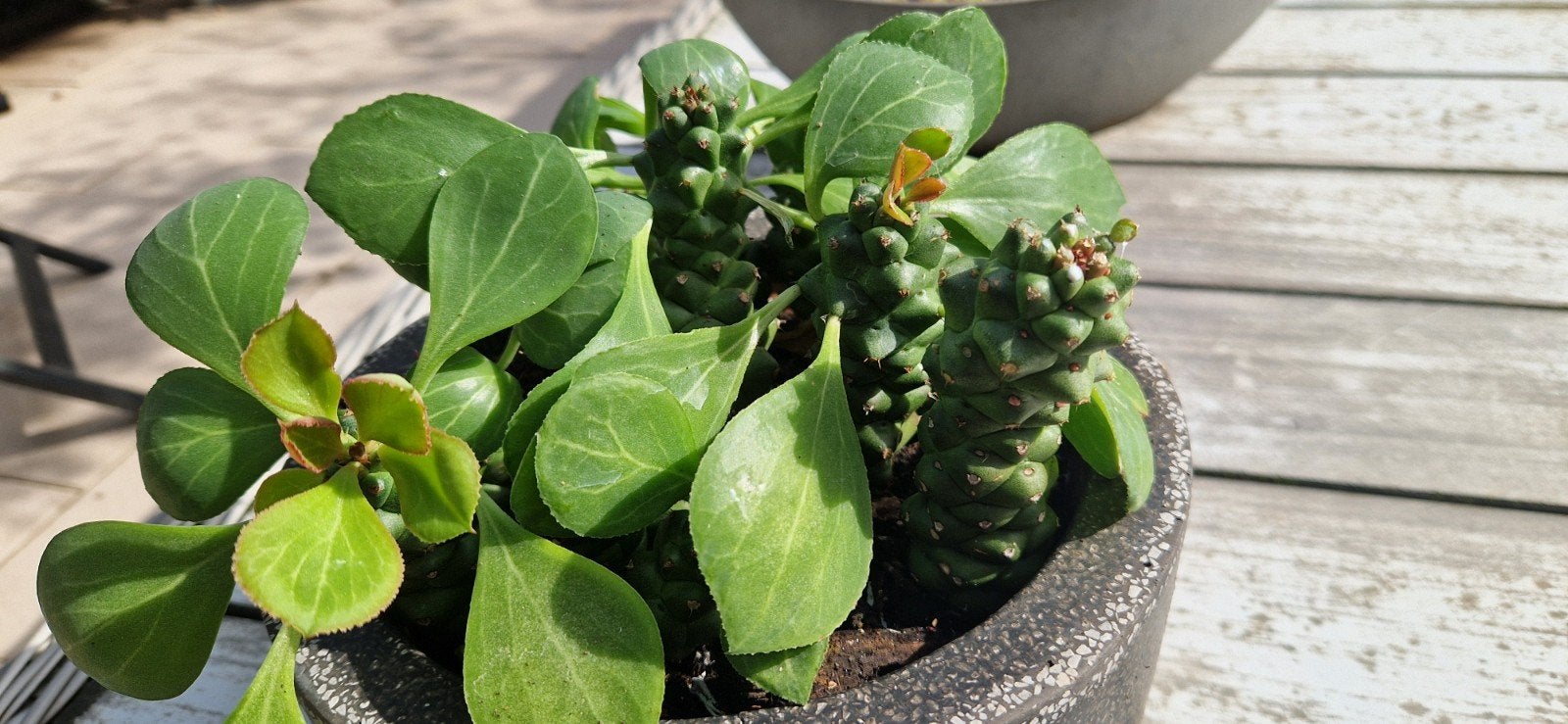 Unieke Kamerplant: Duivelsrug (Euphorbia ritchiei), Tuin en Terras, Volle zon, Vaste plant, Bloeit niet, Ophalen