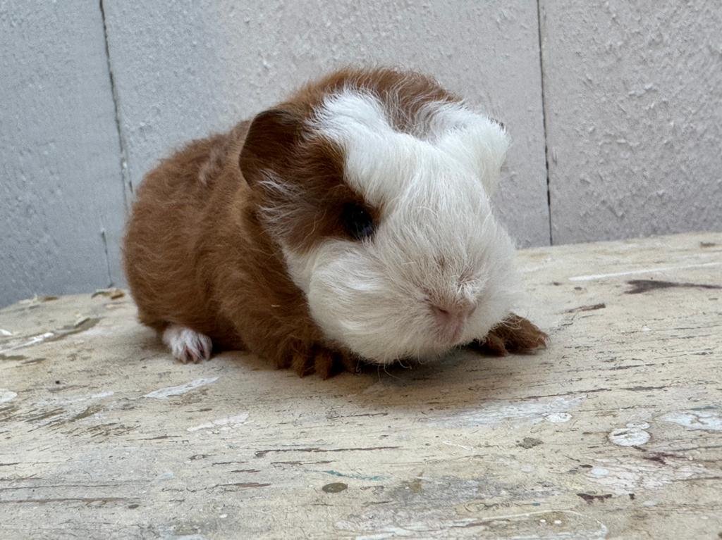 CH teddy cavia beertje, April, Mannelijk, Cavia
