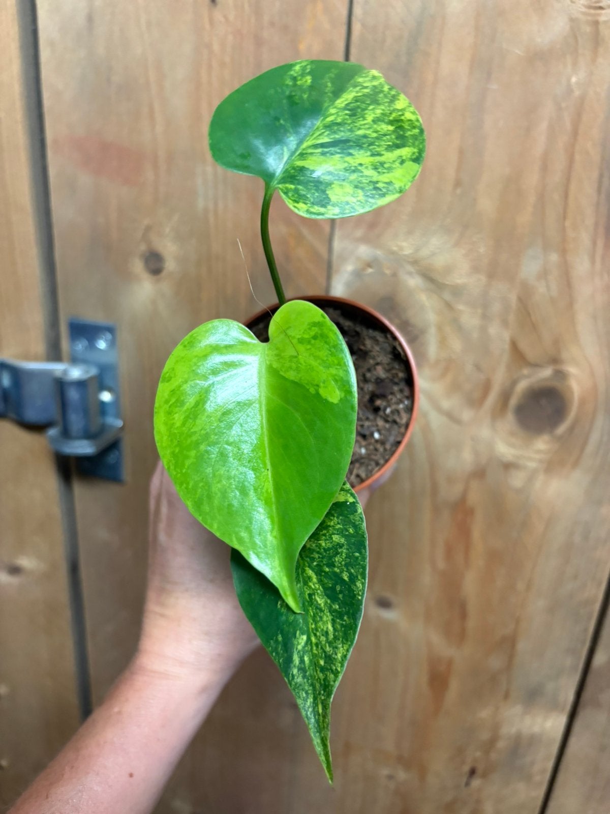 Monstera deliciosa variegata plant aurea yellow lemon lime, Ophalen of Verzenden, Halfschaduw, Minder dan 100 cm