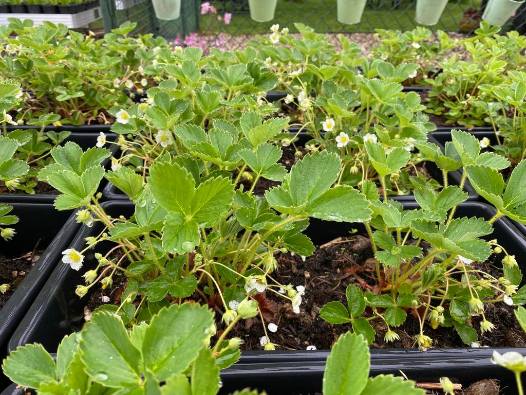 Bakken met zoete doordragende aardbeien, Tuin en Terras, Ophalen, Volle zon, Vaste plant, Zomer