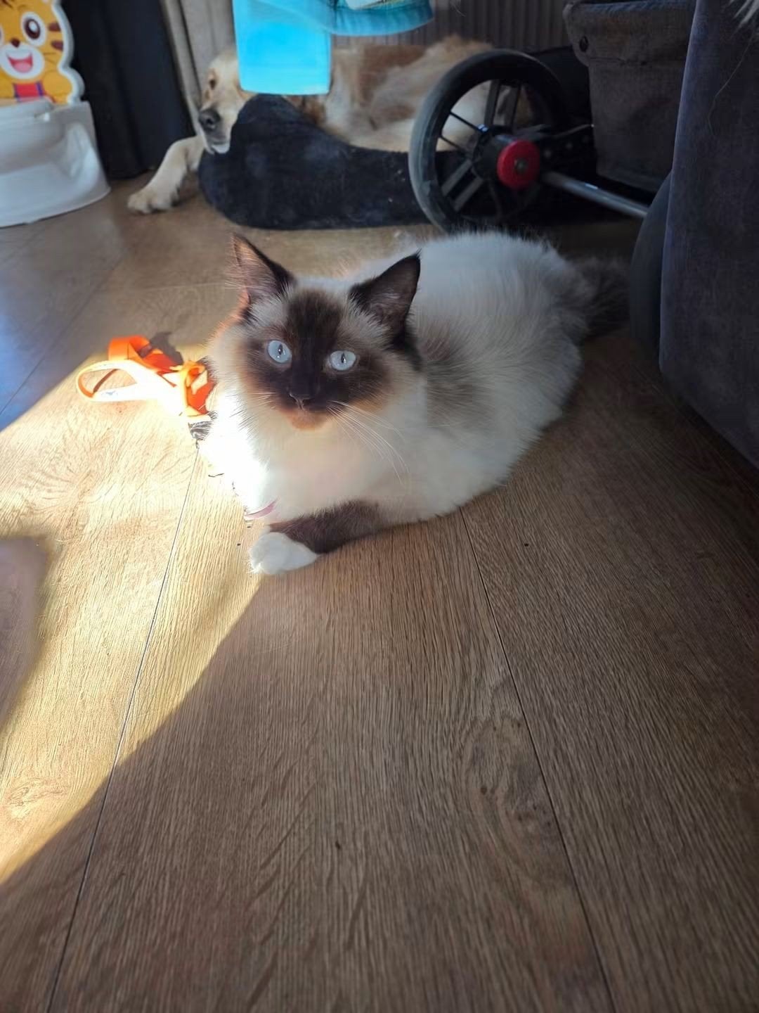 Lieve Ragdoll poes, Poes, Gechipt, 0 tot 2 jaar