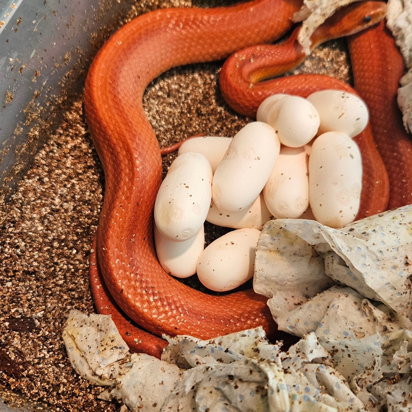 Koppel rattenslangen, Dieren en Toebehoren, Reptielen en Amfibieën, Slang, 3 tot 6 jaar