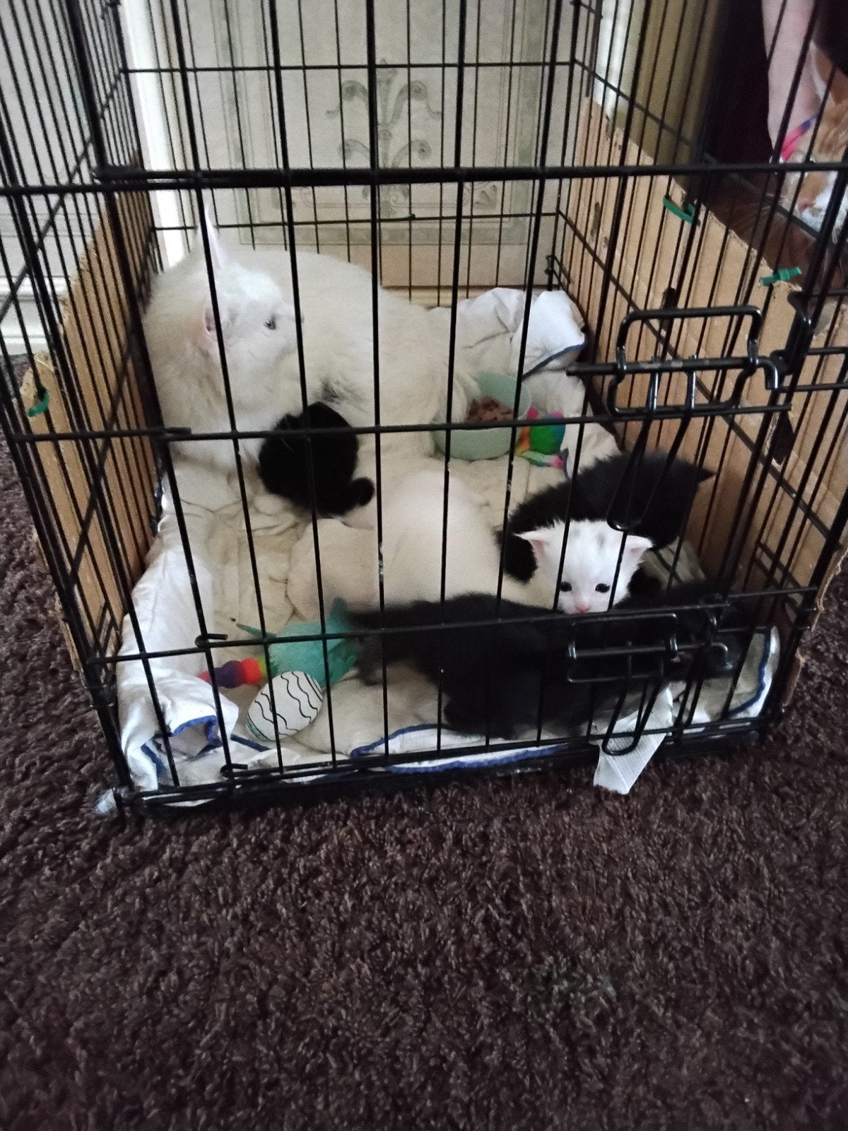 Maincoon kittens, Dieren en Toebehoren, Meerdere dieren, Gechipt