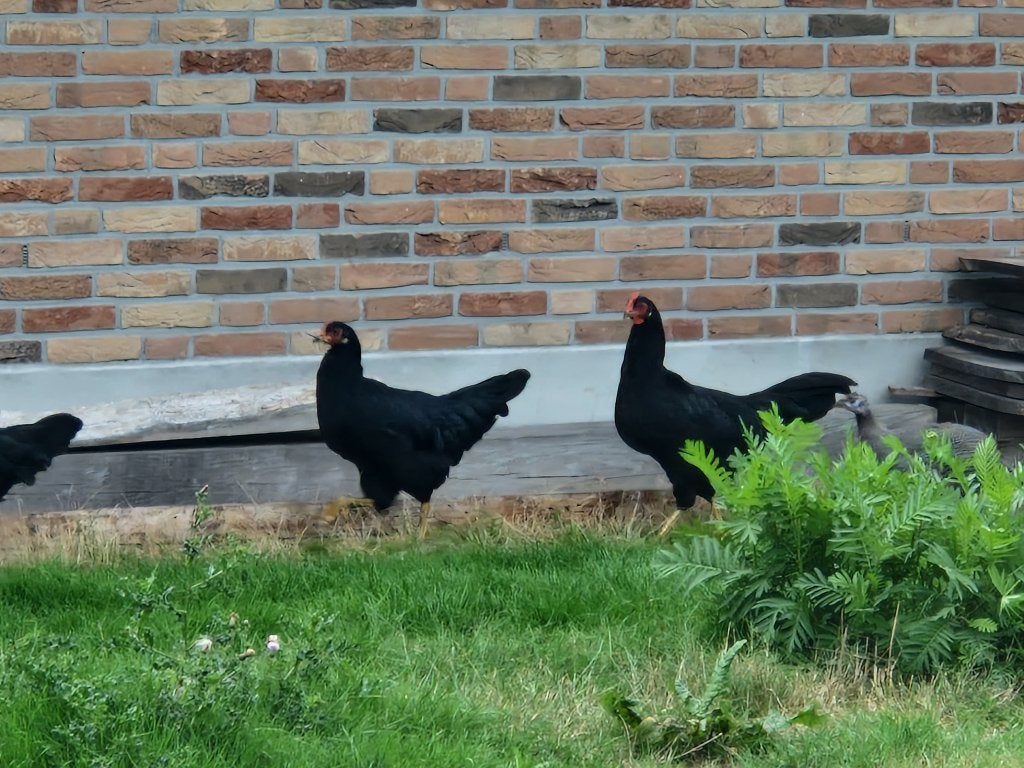 Zwarte leghorn groot, Vrouwelijk, Kip