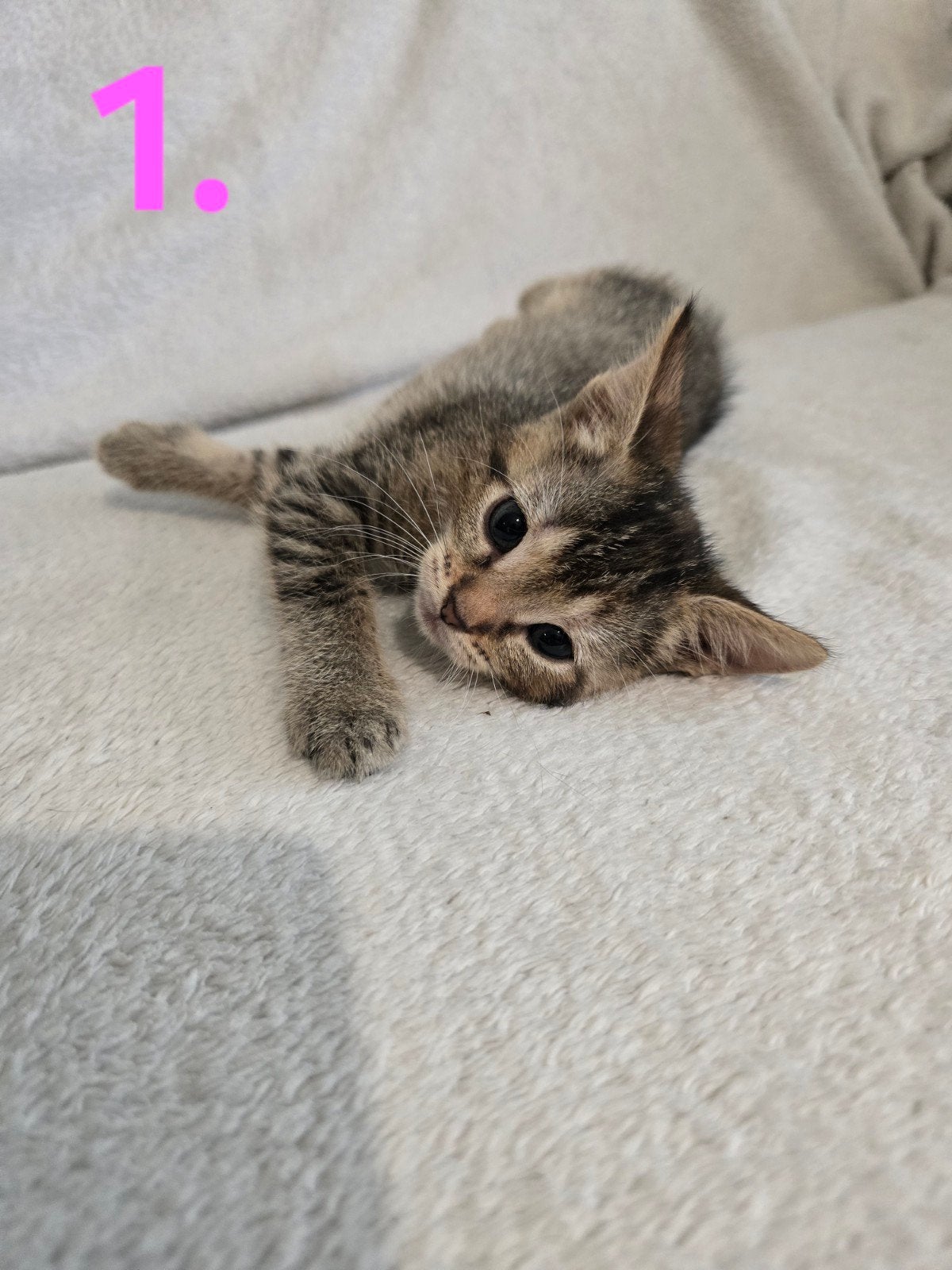 Kittens zoeken baasje, Meerdere dieren, Ontwormd, 0 tot 2 jaar