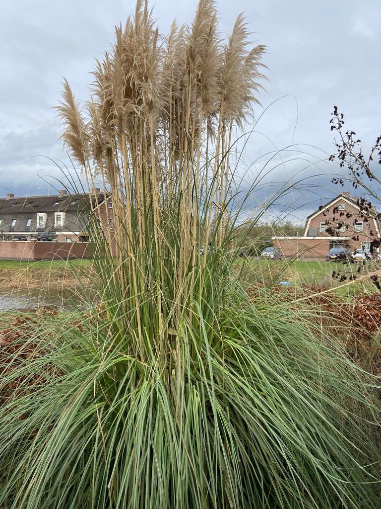 Grote Pampasgras (Cortaderia selloana), Ophalen, Volle zon, Vaste plant, Siergrassen