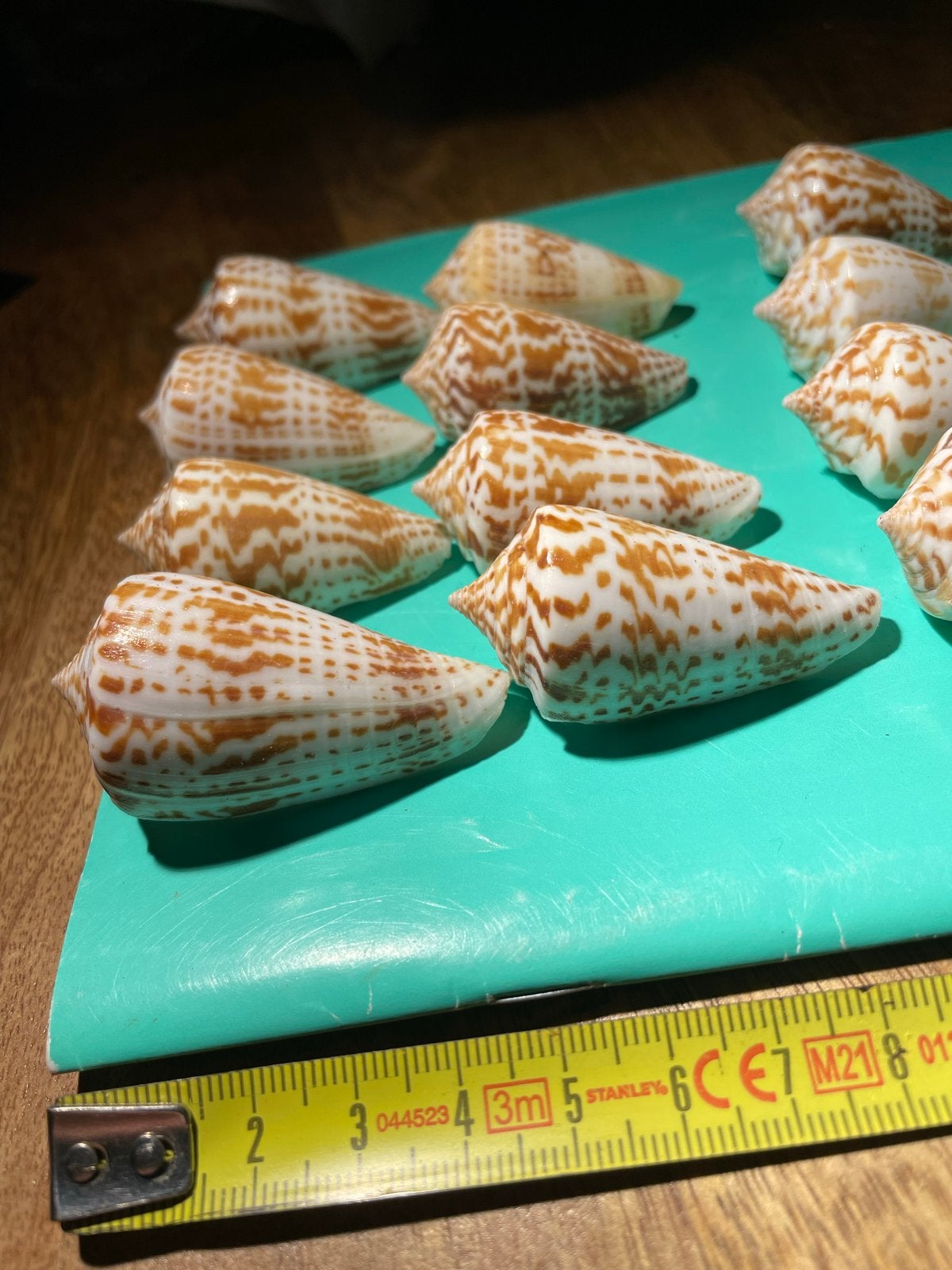 Verzameling van 14 conus Stramineus schelpen - Conus textile, Verzamelen, Ophalen of Verzenden, Schelp(en)