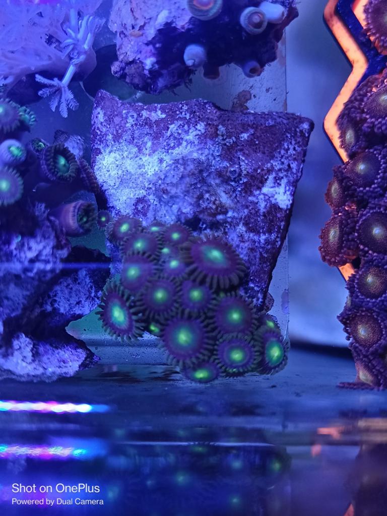 Hulk zoanthids, Dieren en Toebehoren, Overige typen, Zoutwatervis