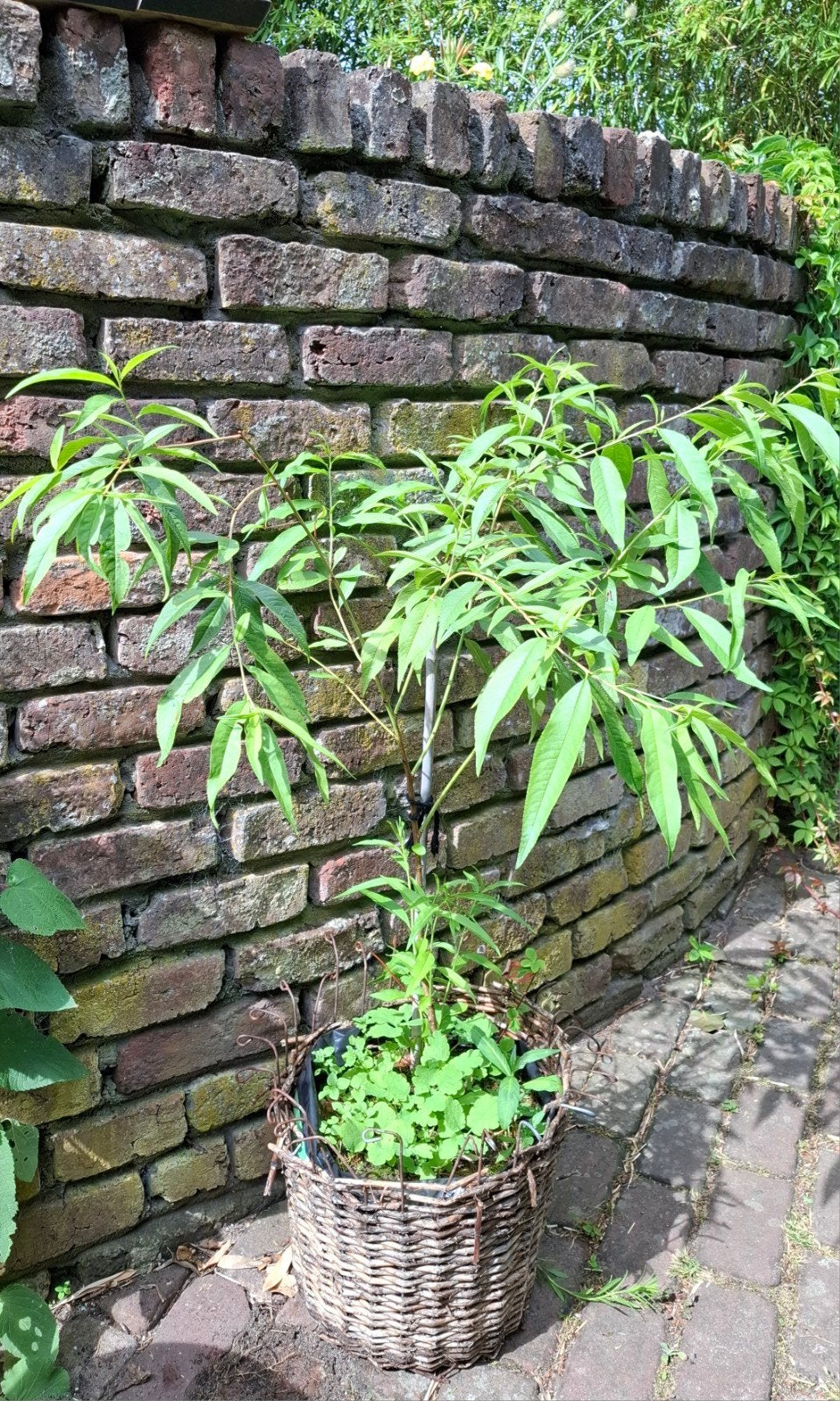 Perzik boompje, 1 m hoog, biologisch gekweekt, gezond, Ophalen, Vaste plant, Halfschaduw, Fruitplanten