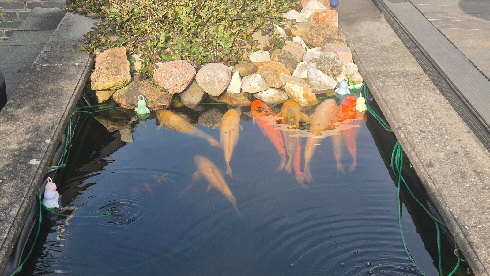 8 grote koi en pomp en waterval, Ophalen, Split