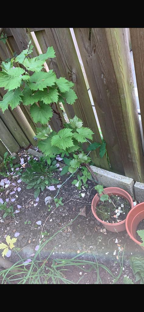 Druiven struiken 2 jaar, Tuin en Terras, Ophalen of Verzenden, Overige soorten, Volle zon