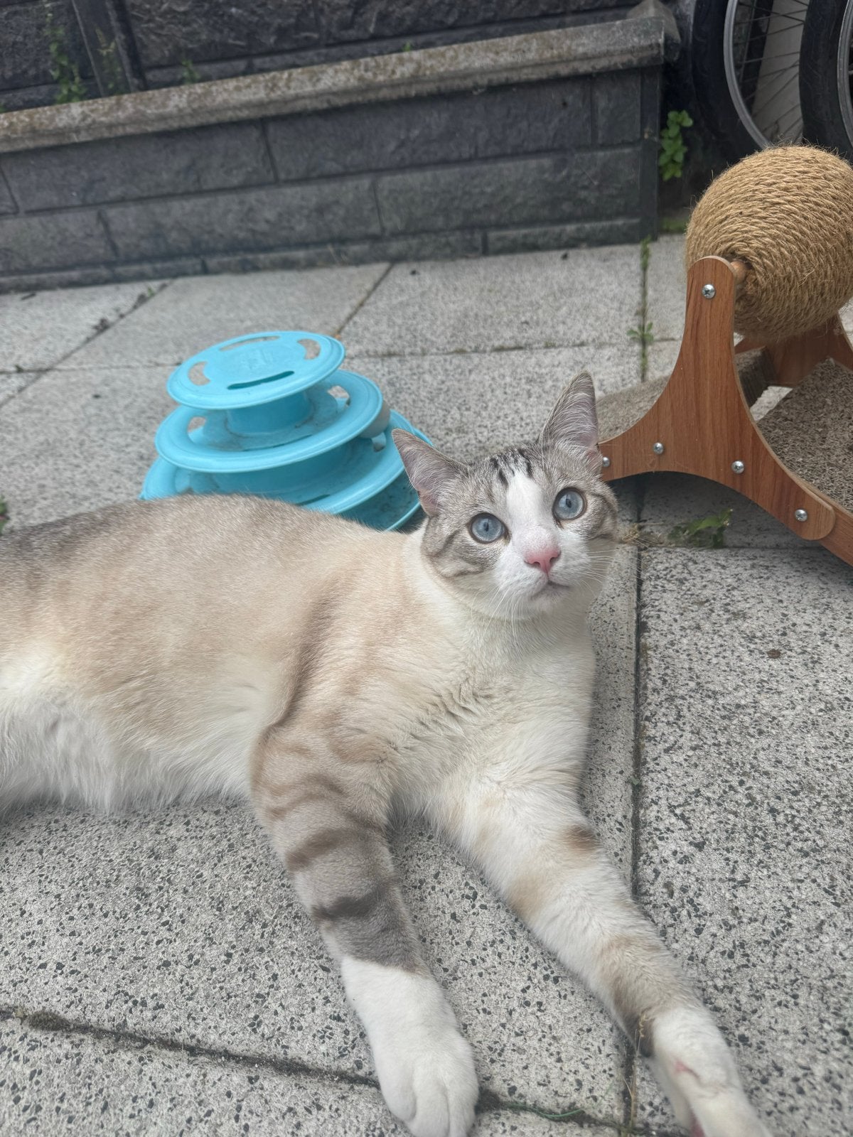 Kater overdragen, Kater, Kortharig, 0 tot 2 jaar