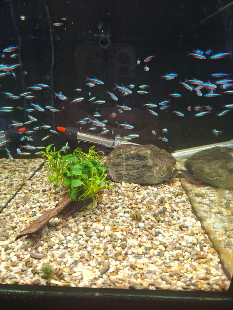 Kardinaal tetra, Vis