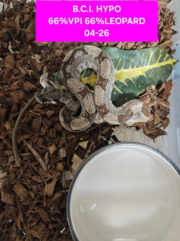 Boa Constrictor Afgodslang Boa Constrictor photo 14