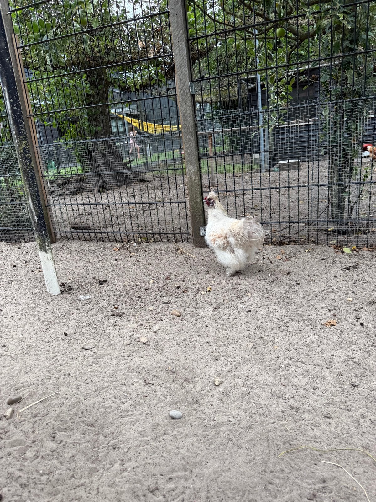 Gratis zijdehoen haan (2x), Dieren en Toebehoren, Pluimvee, Mannelijk, Kip