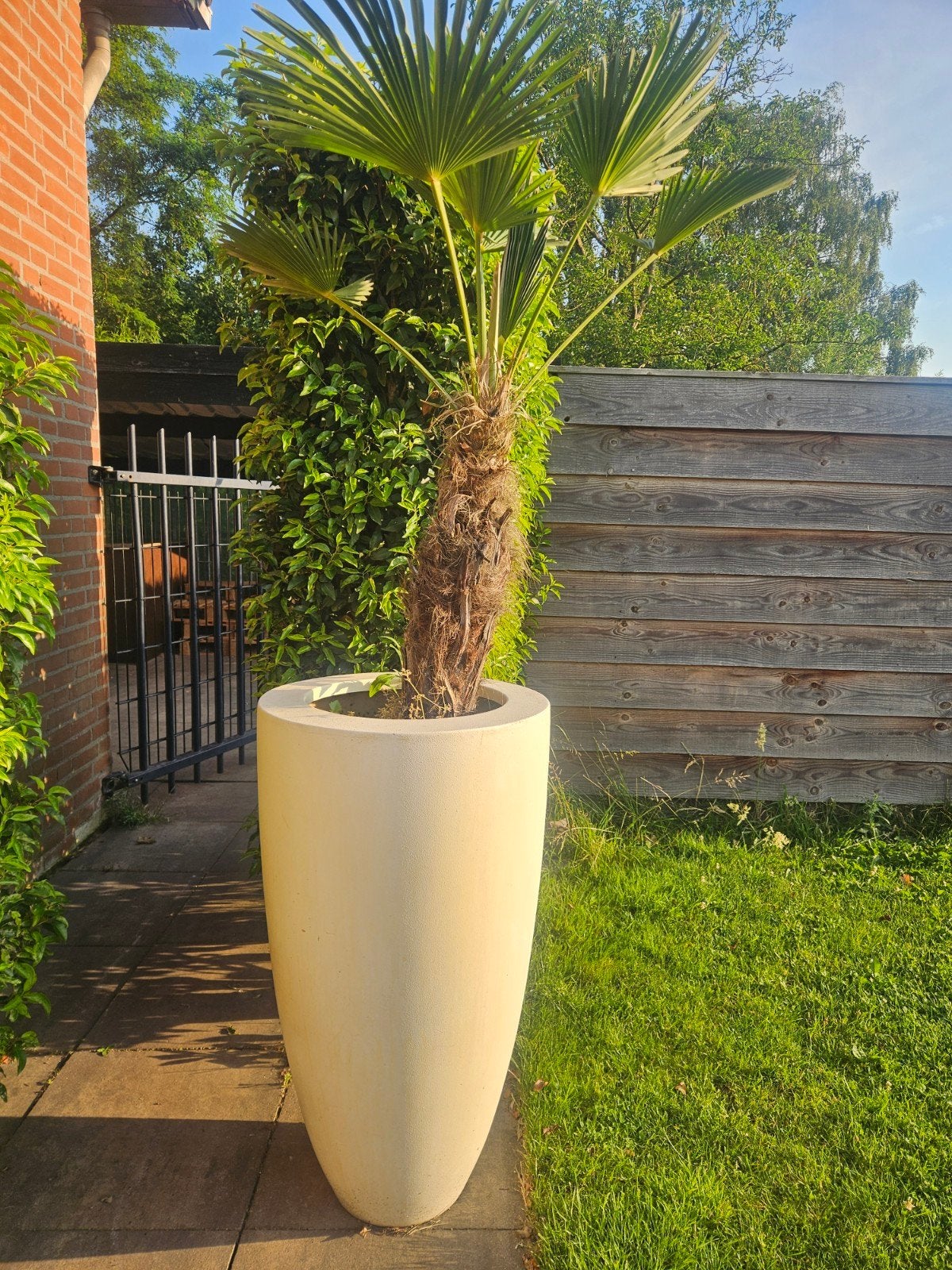 Zware bloempot met mooie palm te koop, Ophalen of Verzenden, Bloeit niet, Overige soorten, Volle zon