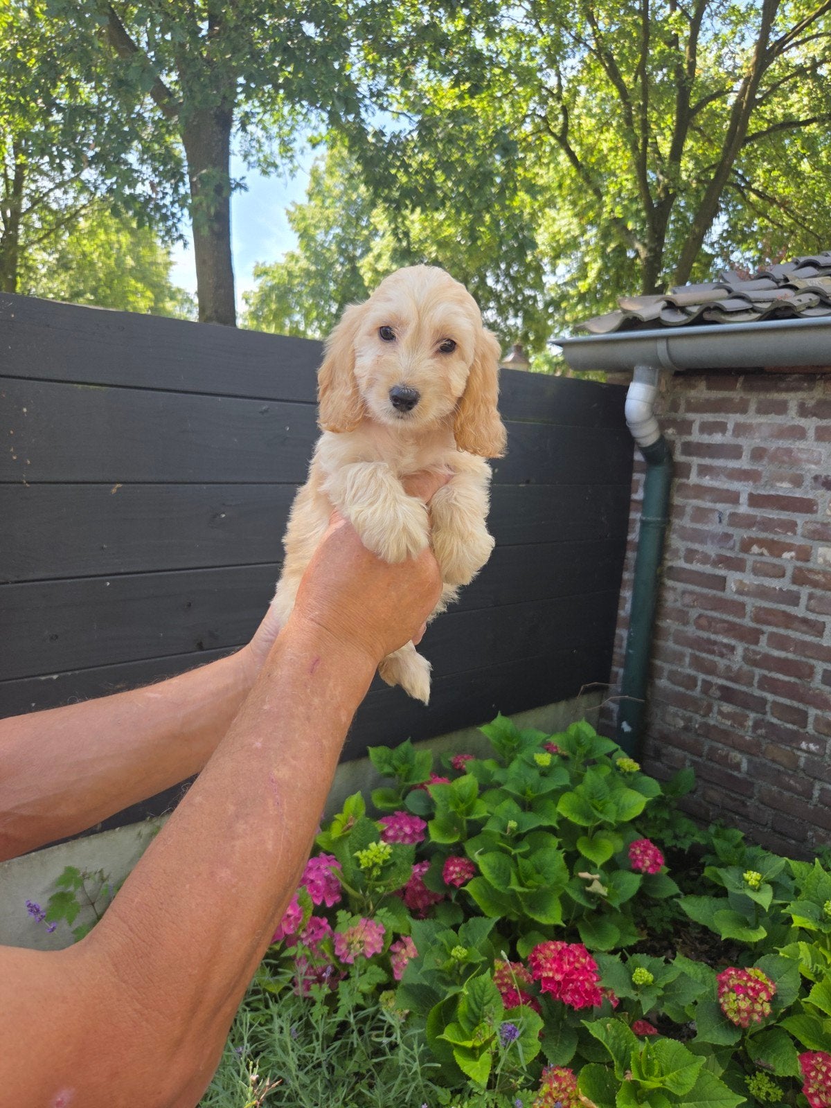 Zeer mooie Cockapoo pups te koop Cocker spaniel x poedel, Dieren en Toebehoren, Honden | Retrievers, Spaniëls en Waterhonden, Overige rassen