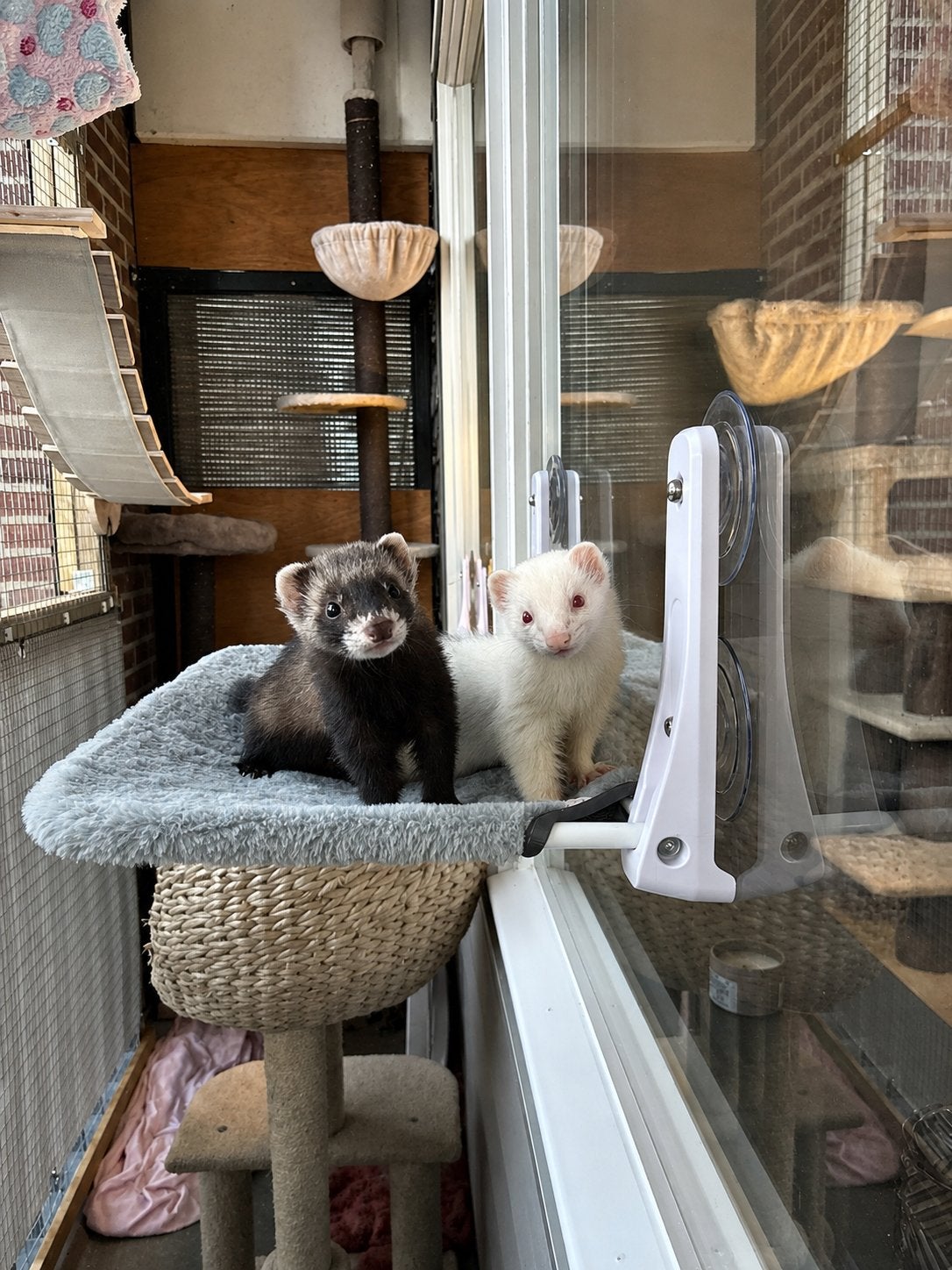 Twee zusjes zoeken een goed huisje., Dieren en Toebehoren, Mei, Vrouwelijk