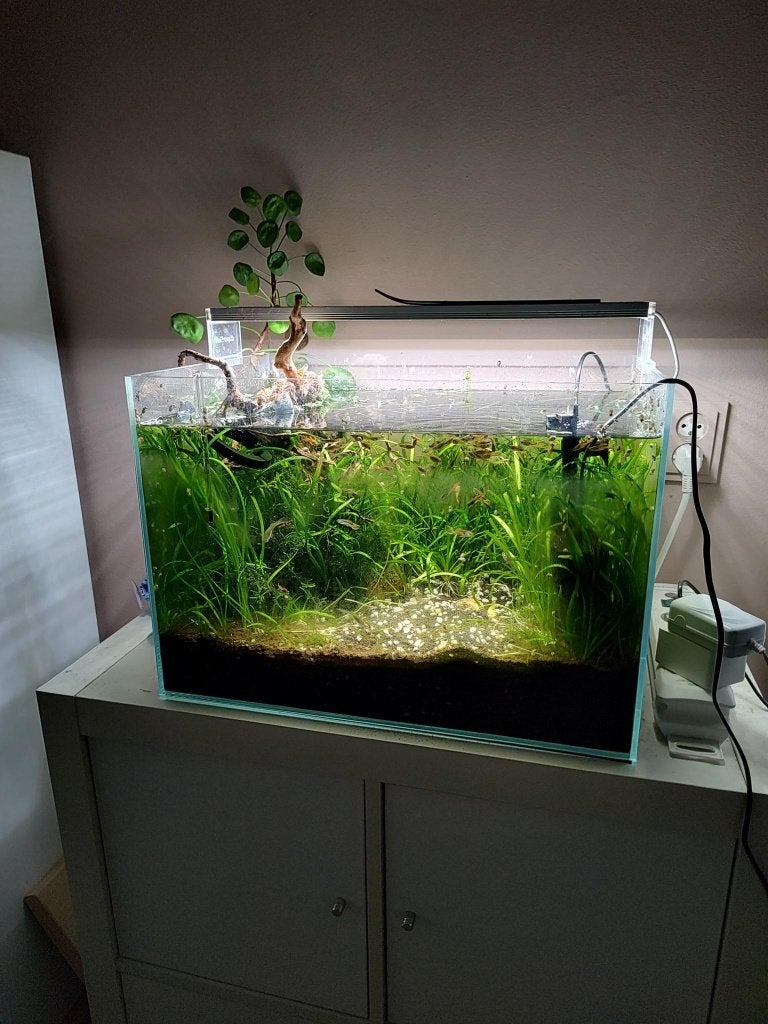 Compleet aquarium 50x35x35 incl. vissen, garnalen & planten, Ophalen, Inclusief vissen, Gebruikt, Gevuld zoetwateraquarium