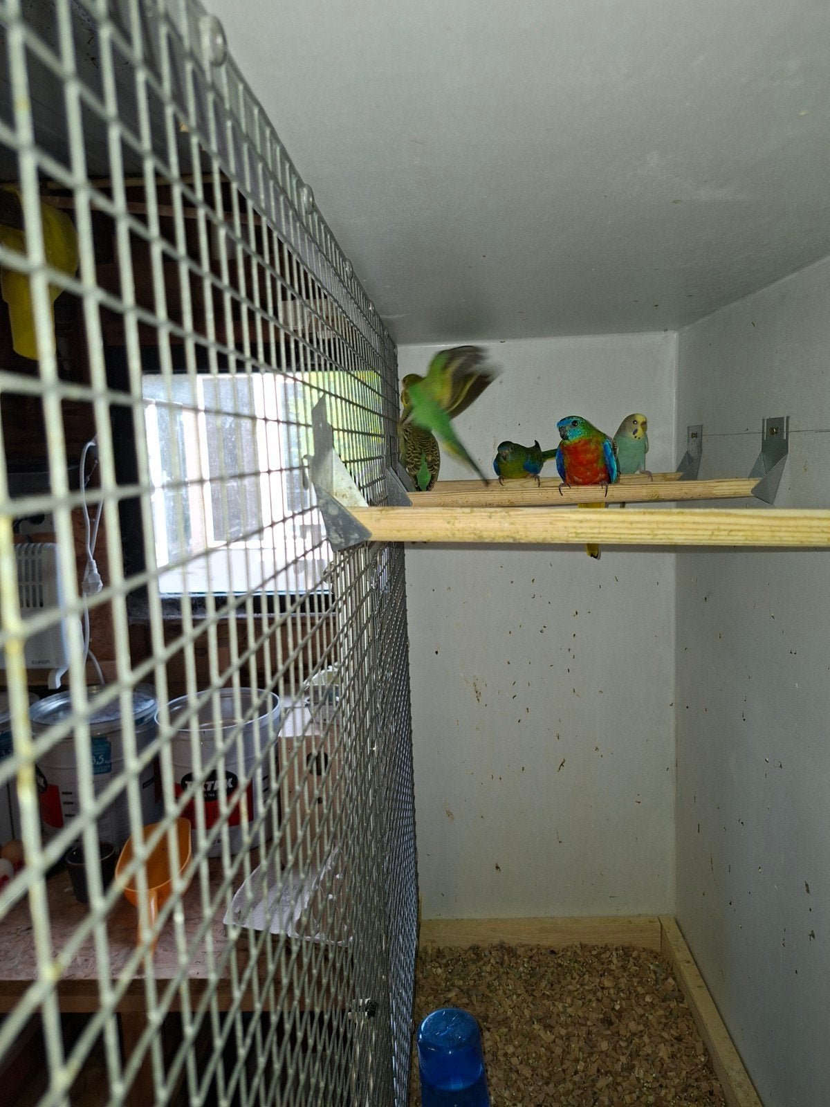 koppel turquoisine, Dieren en Toebehoren, Meerdere dieren, Parkiet