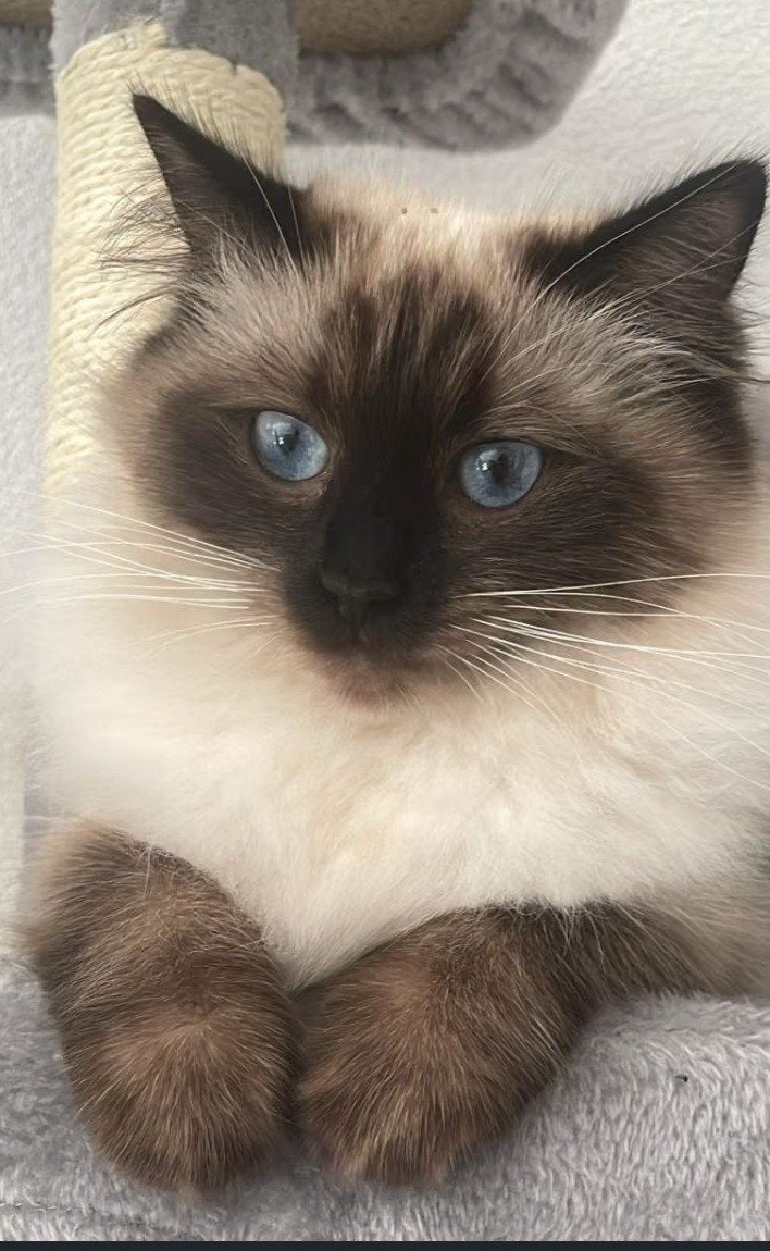 Ragdoll-kittens zoeken een liefdevol huis!, Meerdere dieren, Langharig, 0 tot 2 jaar