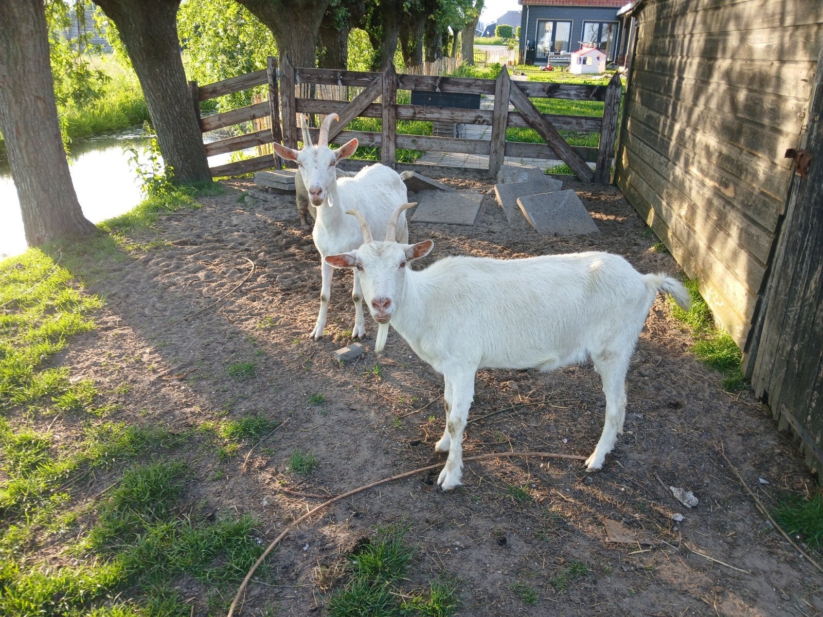 3 witte geiten, Dieren en Toebehoren, Mannelijk, Geit