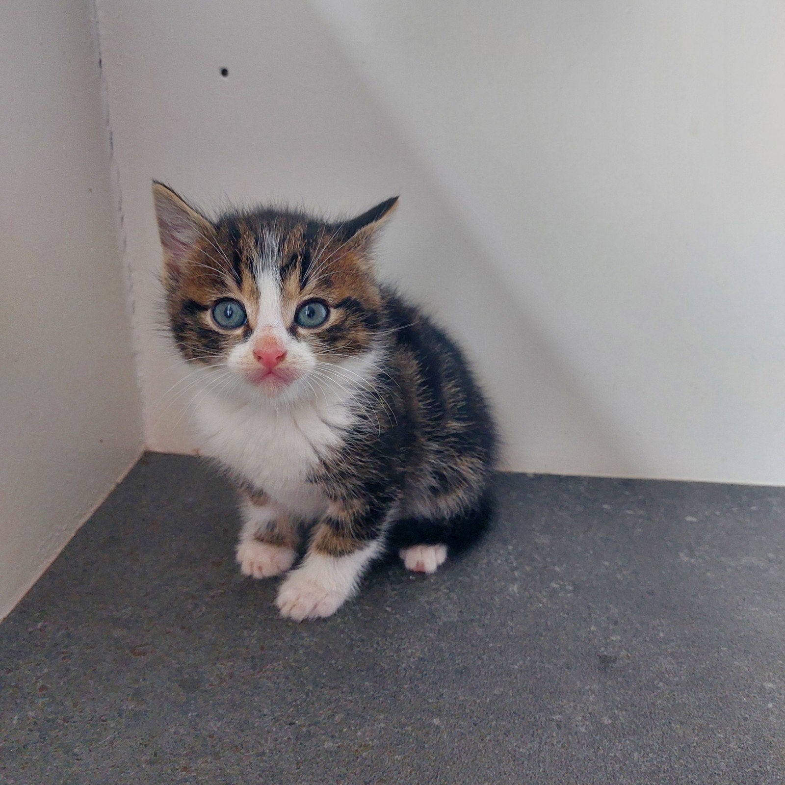 Jonge poesjes kittens