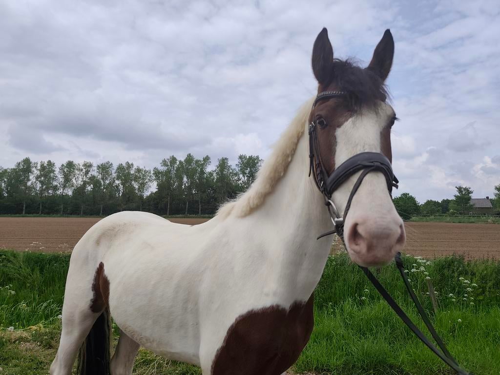 Lieve aanhankelijke Pinto ruin, Ruin, 3 tot 6 jaar, L, Recreatiepony