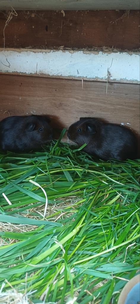 Cavias .beertjes  goudagouti, Maart, Mannelijk, Cavia