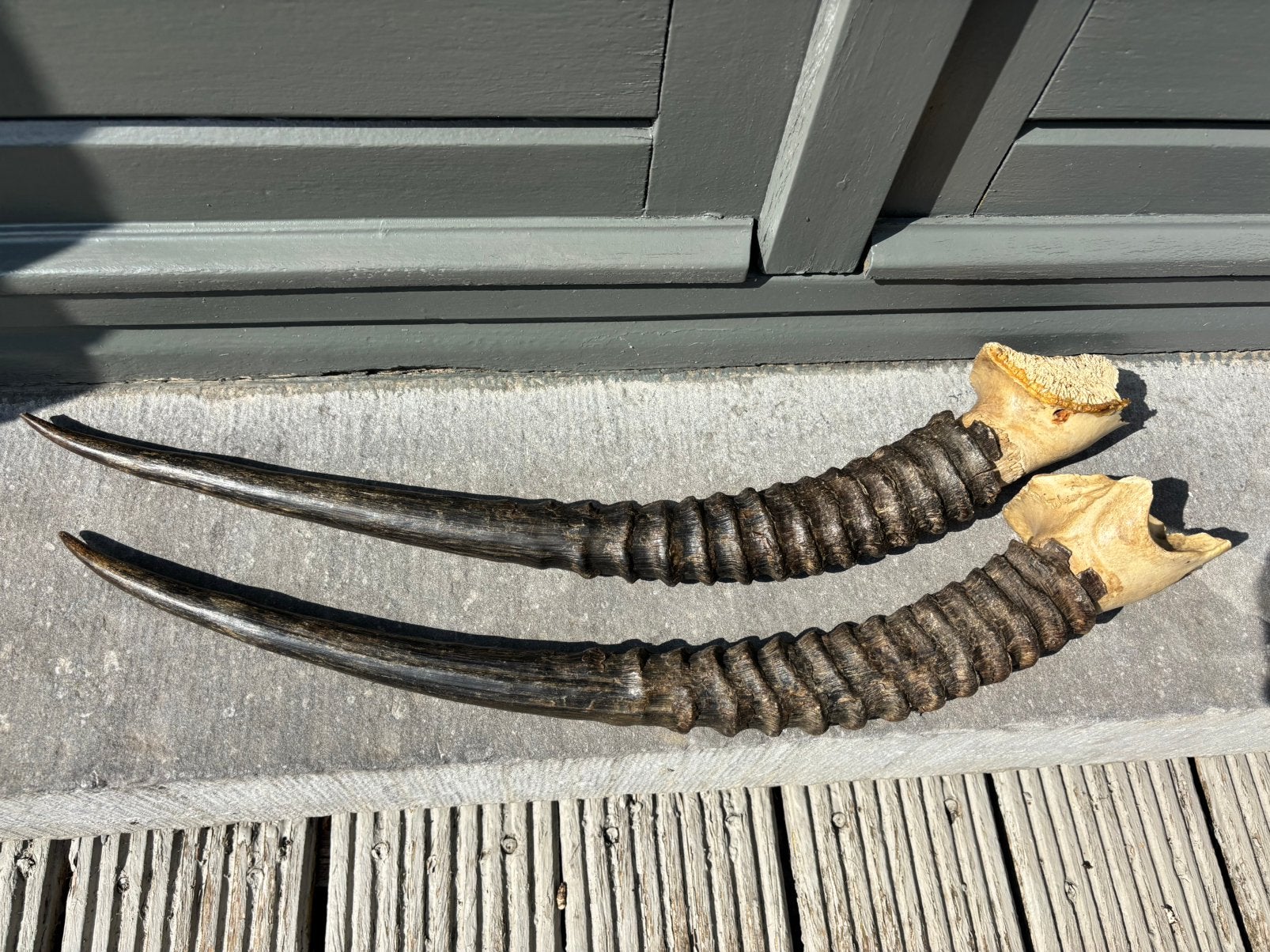 2x Hoorn Gemsbok Gems 55 cm gewei taxidermie, Ophalen of Verzenden, Zo goed als nieuw, Hert, Gewei of Kop