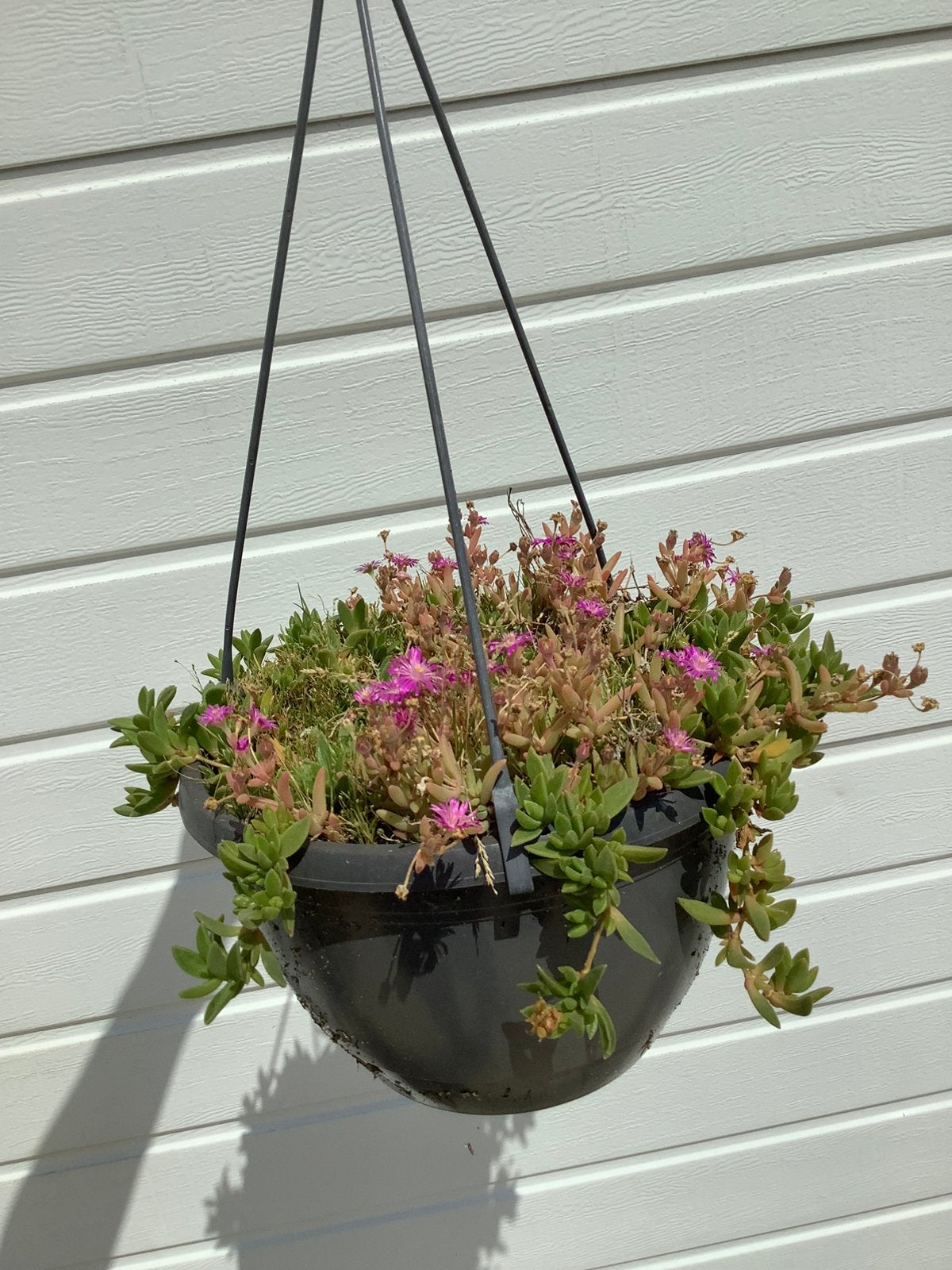 Paarse ijsbloem delosperma in hangpot vaste plant, Ophalen of Verzenden, Overige soorten, Volle zon